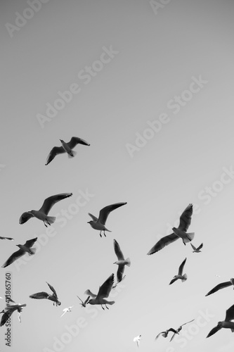 birds in flight © Yevhen
