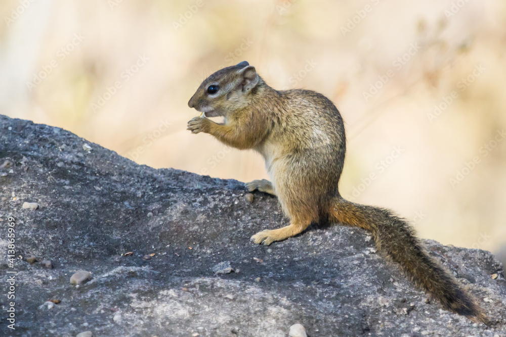 African squirrel sitting up on a rock eating and holding food in his hands in Hwange National Park, Zimbabwe with blurred background