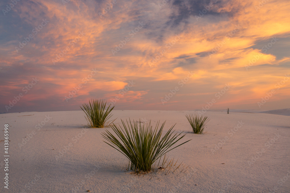 Three yucca plants under bright colored clouds on white sand Three yucca plants under bright colored clouds on white sand
