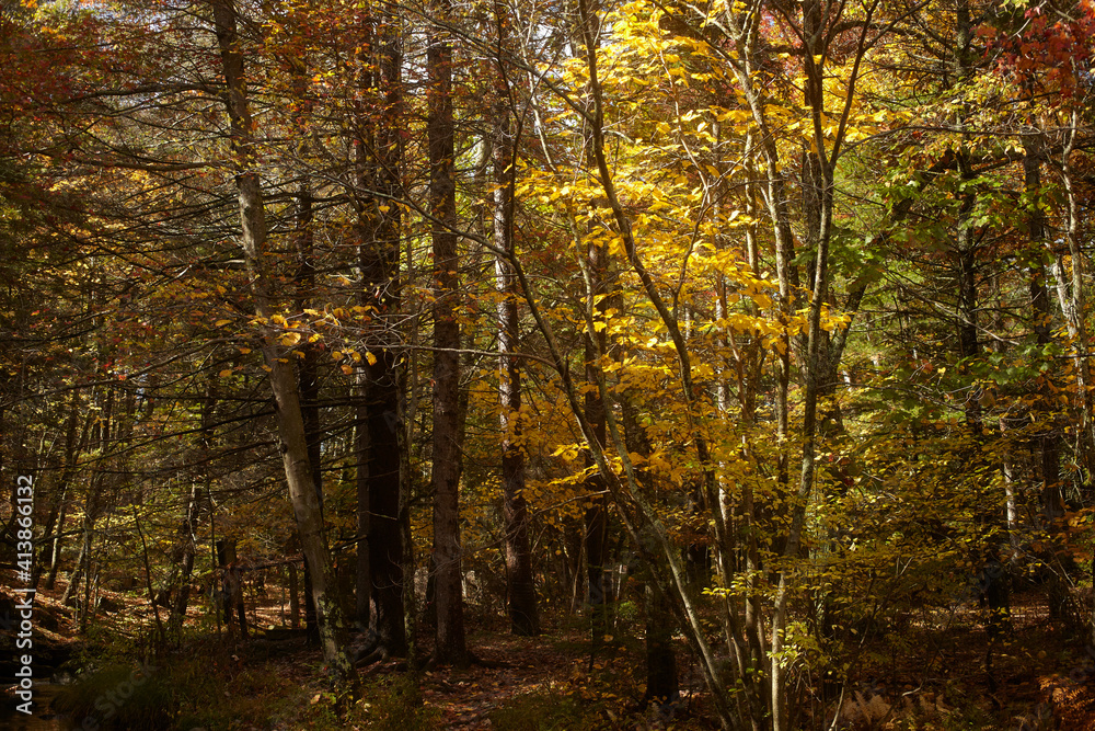 Fall forest scene, Pocono Mountains, Pennsylvania, USA
