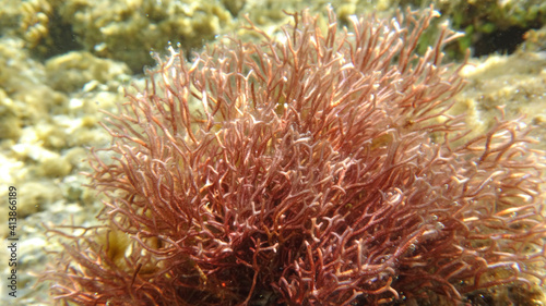 Morze Czerwone, ryby, koralowce, nurkowanie, płaszczka, meduza, wakacje, woda słońce, moczarki