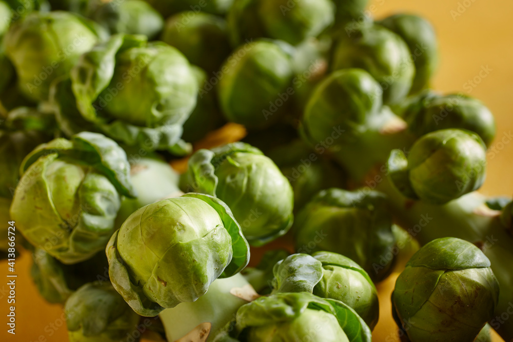 brussels sprouts on the stalk brussels sprouts on the stalk