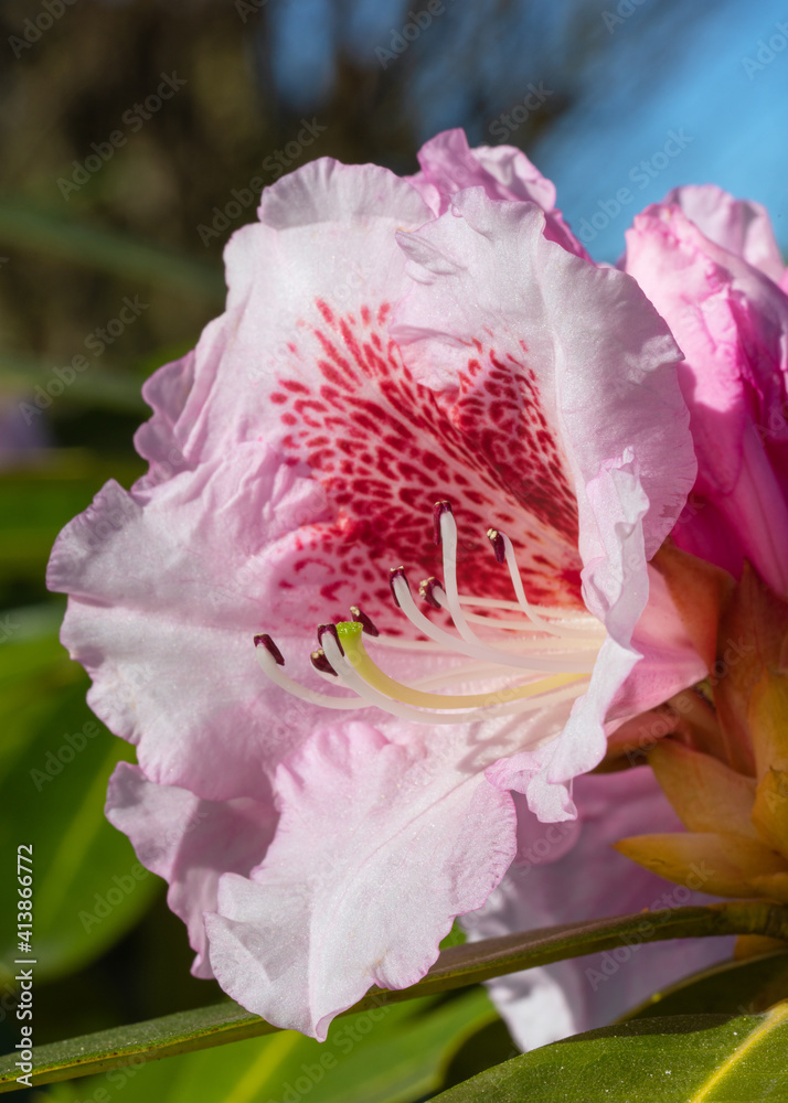 Rhododendron Hybrid Belami, Rhododendron hybrid Rhododendron Hybrid Belami, Rhododendron hybrid