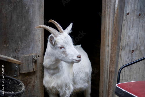 White Billy Goat Stands in Doorway of Old Barn
