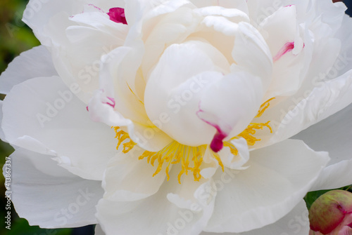 Breathtakingly Beautiful White Peony in Full Bloom with Pink Edges photo