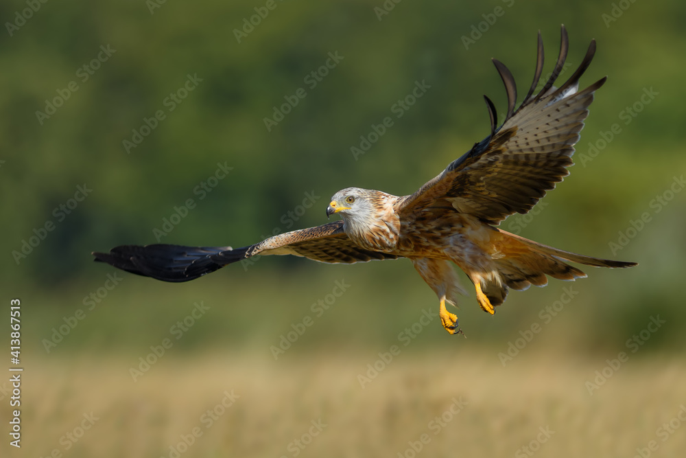 Obraz premium Bird patrolling the meadow on a sunny day, Red Kite