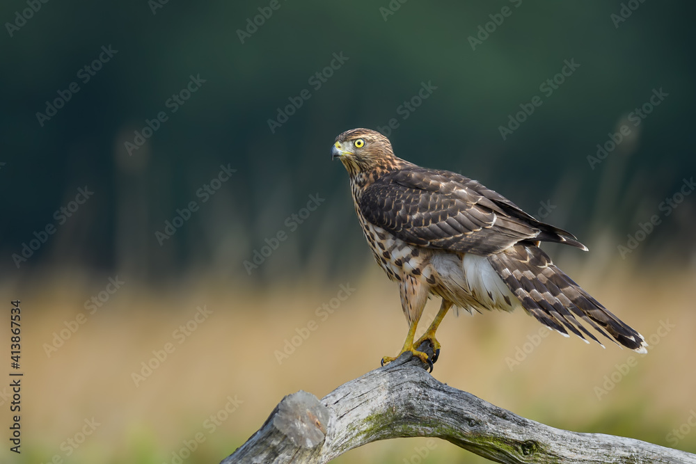 A predator waiting for its prey, Northern Goshawk A predator waiting for its prey, Northern Goshawk