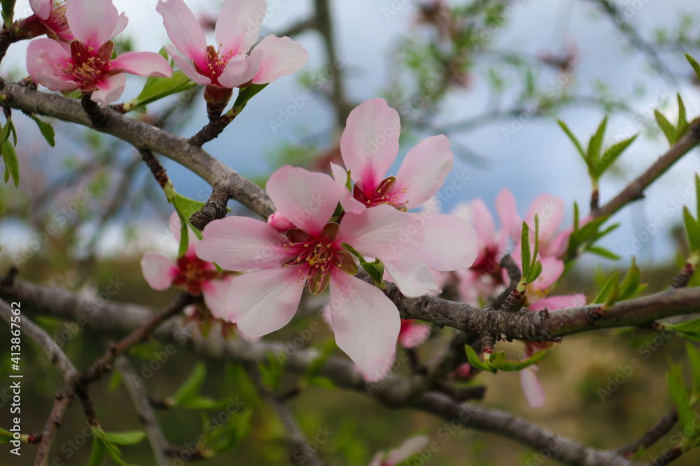 Close up of white and pink almond blossom, Costa Blanca, Spain Close up of white and pink almond blossom, Costa Blanca, Spain