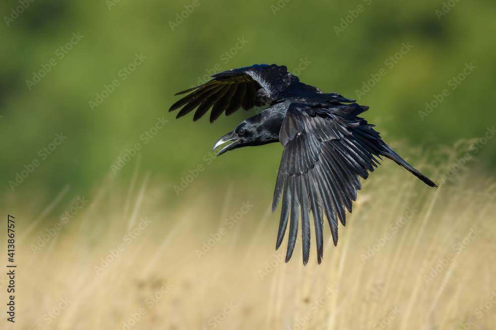 Obraz premium In flight, Common Raven