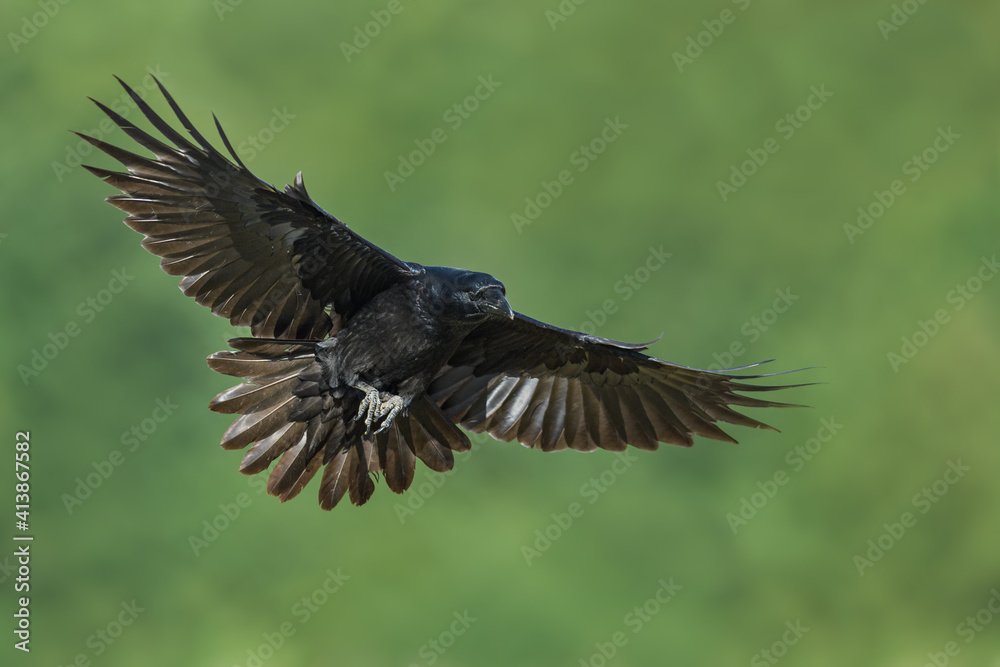 Obraz premium In flight, Common Raven