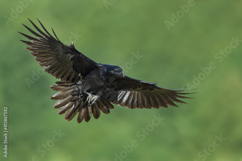 In flight, Common Raven © Rafa