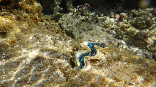 Morze Czerwone, ryby, koralowce, nurkowanie, płaszczka, meduza, wakacje, woda słońce, moczarki