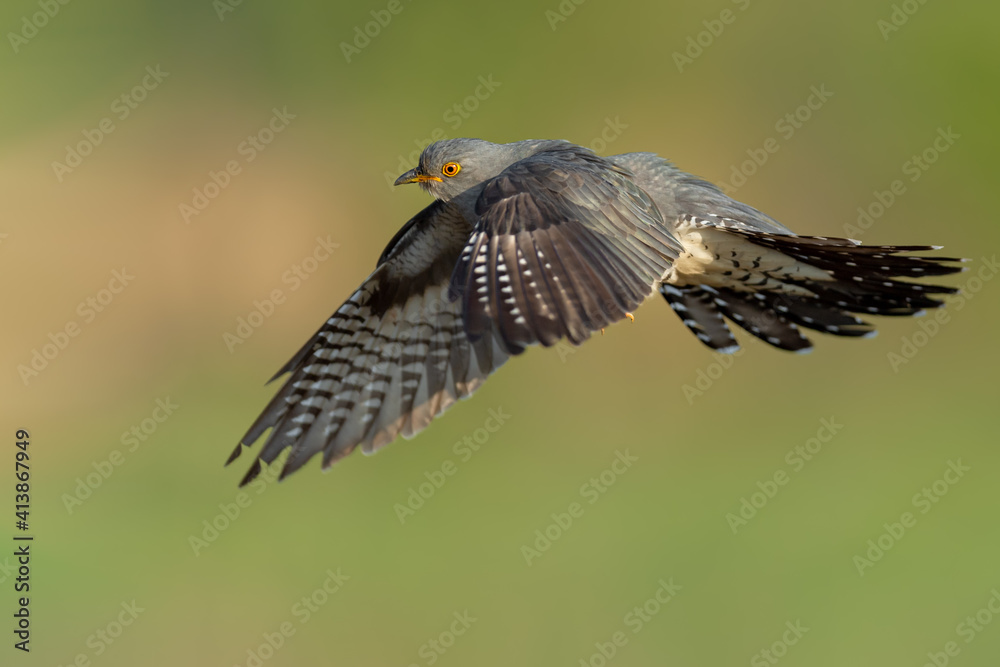 Fototapeta premium On the fly spring, Common Cuckoo