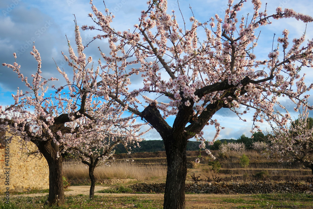 Almond trees blossoming in Costa Blanca, Spain Almond trees blossoming in Costa Blanca, Spain