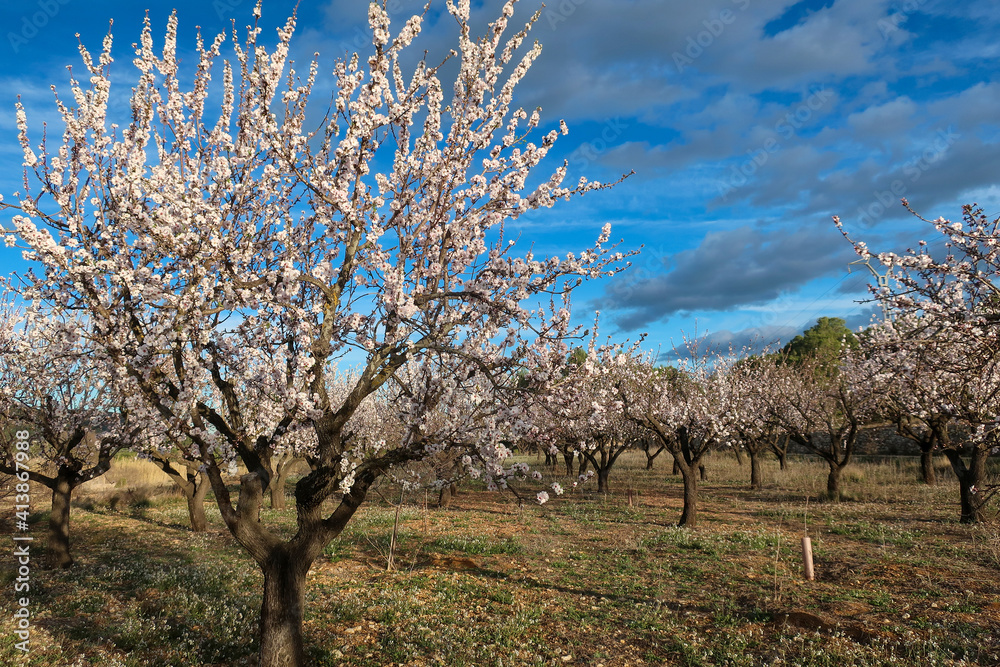Almond trees blossoming in Costa Blanca, Spain