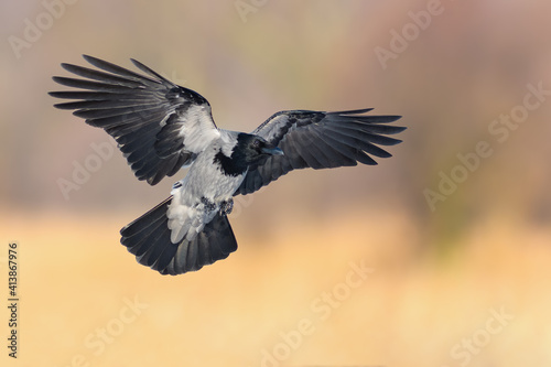Flight over the meadow, Hooded Crow
