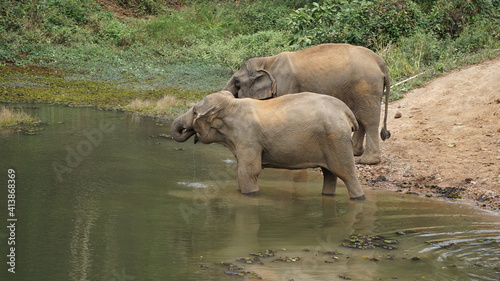 two elephants drinking water in the Elephant Conservation Center in Sayaboury  Laos  February