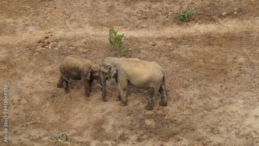 Fototapeta premium elephants standing together in the Elephant Conservation Center in Sayaboury, Laos, February