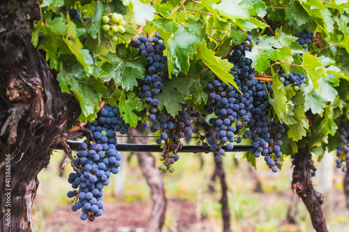 vineyards and grapes next to mountains in Argentina