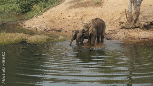 Canvas Print two elephants drinking water in the Elephant Conservation Center in Sayaboury, L