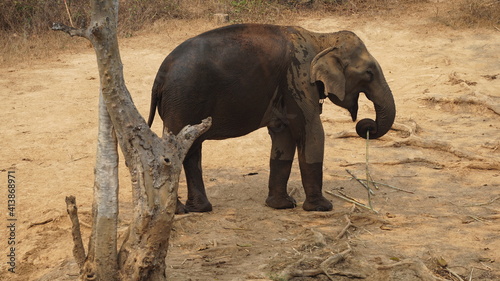 a elephant eating in the Elephant Conservation Center in Sayaboury, Laos, February photo