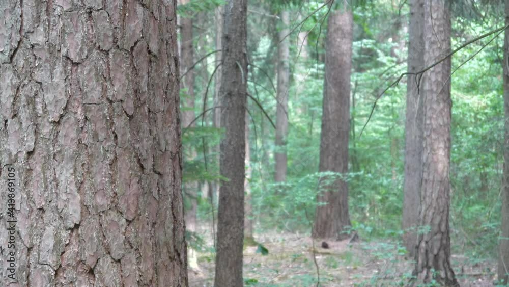 Some oId big fir trees in the forest Some oId big fir trees in the forest