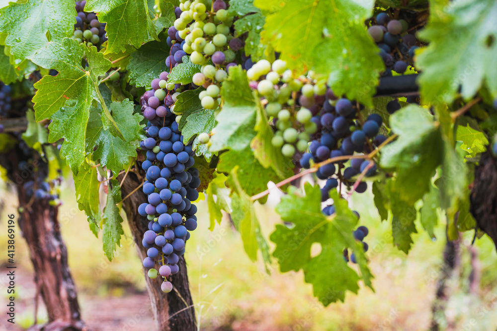 vineyards and grapes next to mountains in Argentina