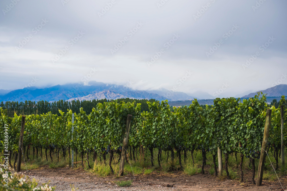 vineyards and grapes next to mountains in Argentina