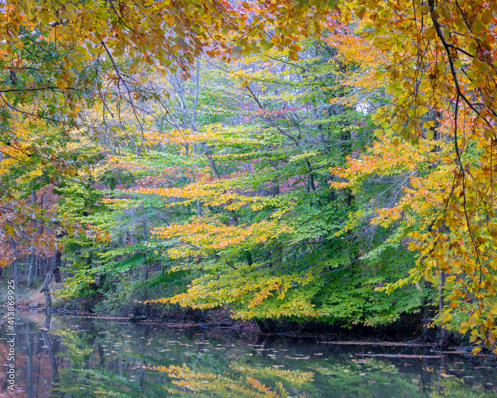 Canopy of fall colors along river bank in New Jersey Canopy of fall colors along river bank in New Jersey
