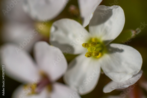 Arabidopsis thaliana, the thale cress, mouse-ear cress or arabidopsis, is a small flowering plant native to Eurasia and Africa. Is a popular model organism in plant biology and genetics