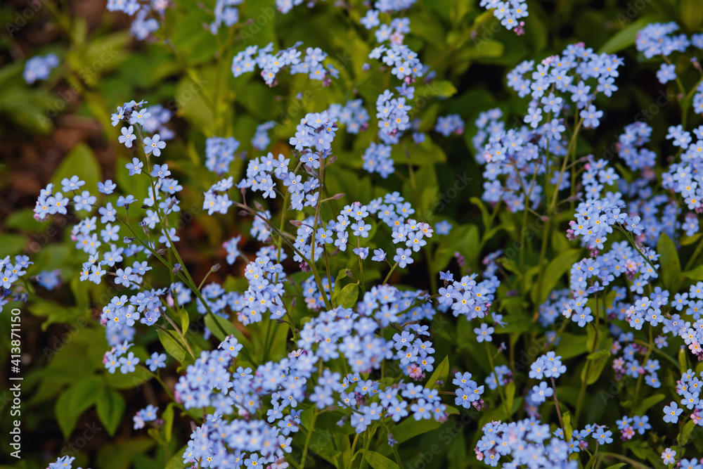 Blue forget me not flowers blooming on green background. Forget-me-nots, Myosotis sylvatica, Myosotis scorpioides. Spring blossom background. Closeup, low key Blue forget me not flowers blooming on green background. Forget-me-nots, Myosotis sylvatica, Myosotis scorpioides. Spring blossom background. Closeup, low key