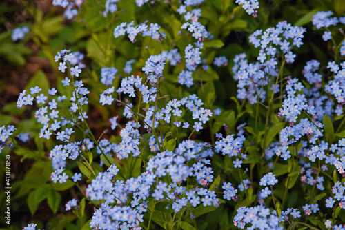 Blue forget me not flowers blooming on green background. Forget-me-nots, Myosotis sylvatica, Myosotis scorpioides. Spring blossom background. Closeup, low key