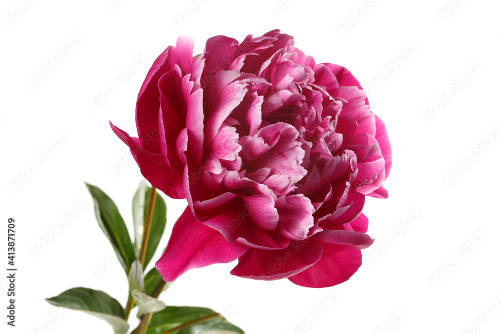 Beautiful wine-red rose-shaped peony flower isolated on white background.