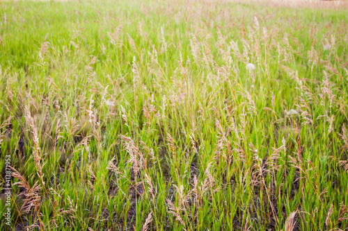 Grass grows long at Blue Mountain Recreation area near Missoula. photo