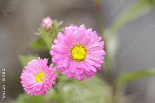 A pink  flower.