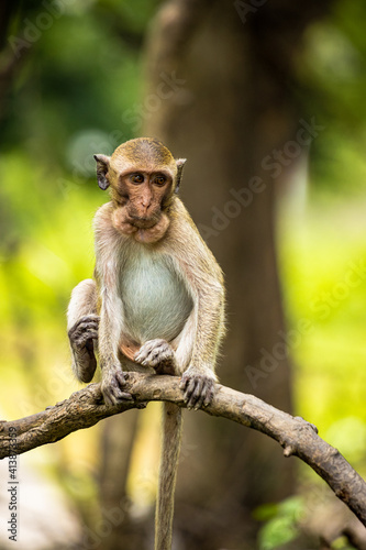 Monkeys © Quentin
