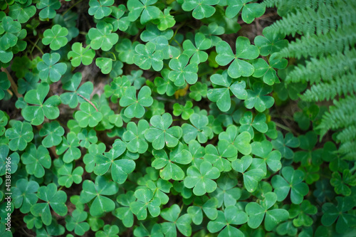 Wallpaper Mural Clover Plant Details in California State Park Torontodigital.ca