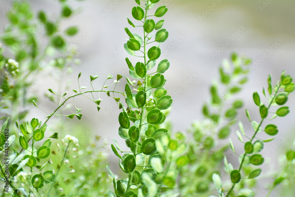 Thlaspi arvense grows in nature Thlaspi arvense grows in nature