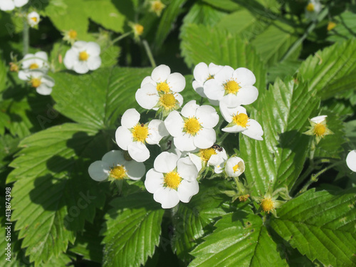 White petals of strawberry flowers. Summer in the garden.