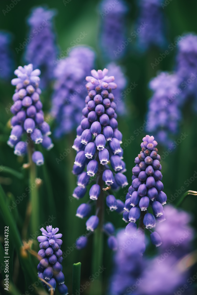 Close up of purple grape hyacinth flowers in a garden. Close up of purple grape hyacinth flowers in a garden.