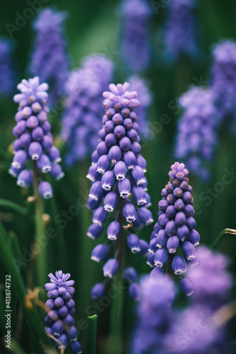 Close up of purple grape hyacinth flowers in a garden.