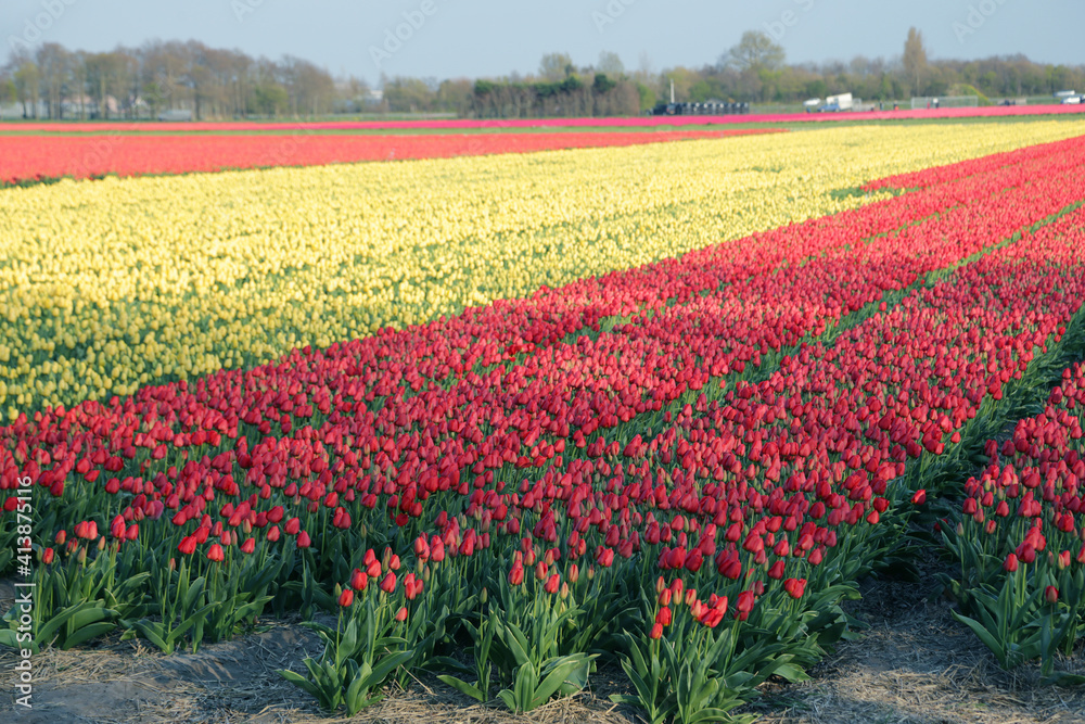 Red and yellow tulip fields in Holland during the spring time.