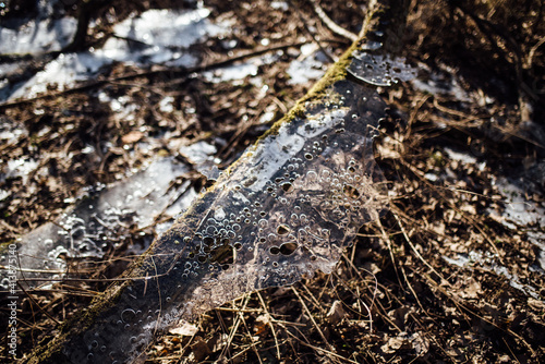 Wallpaper Mural Frozen floodplain rhine cologne merkenich Torontodigital.ca