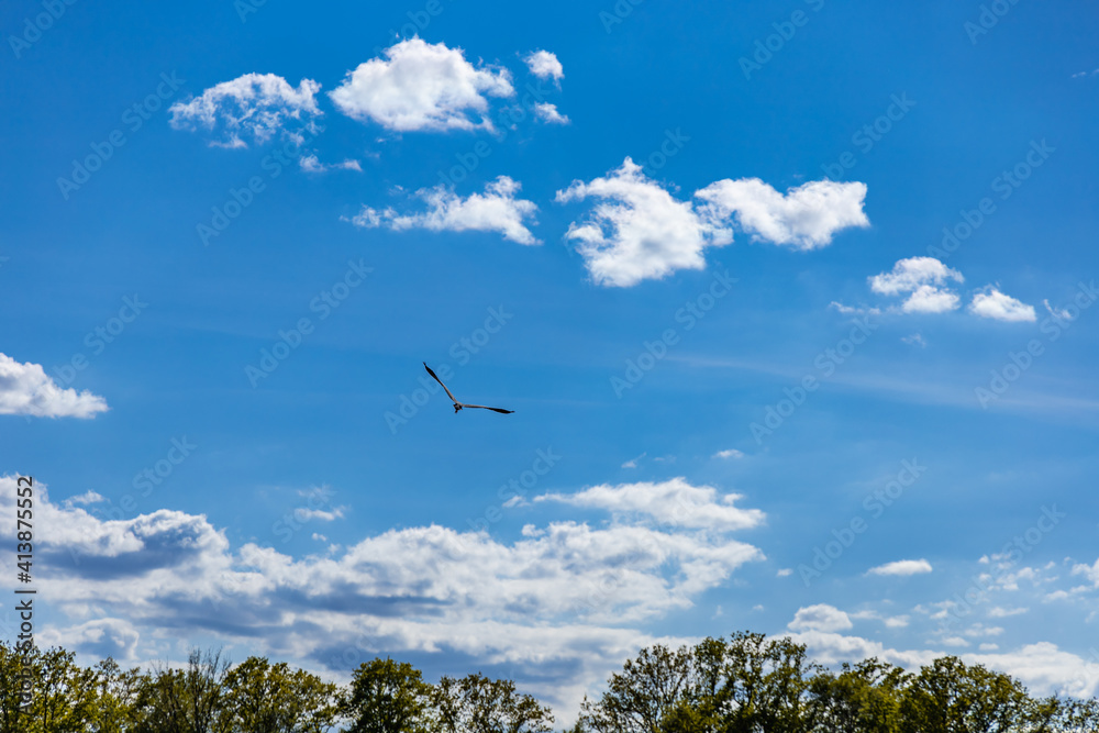 Gray common crane flying above trees at cloudy sunny day Gray common crane flying above trees at cloudy sunny day
