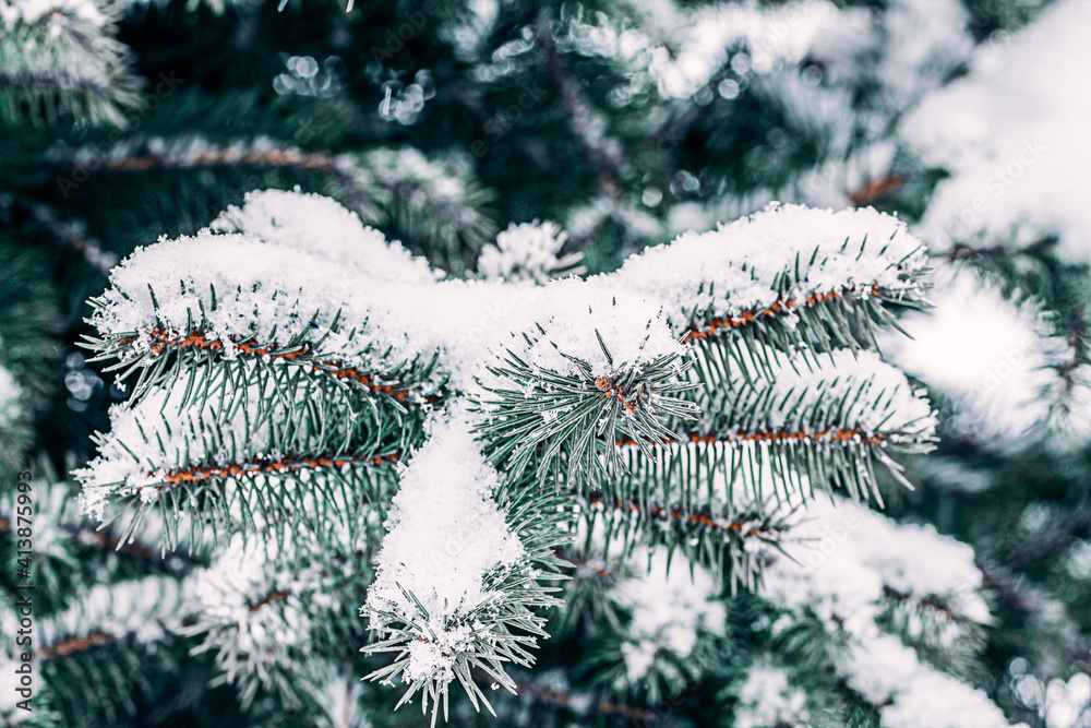 Close up of a snowy pine tree branch. Dark Green  Fir Christmas Texture Background.
