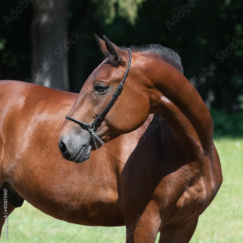 Portrait of a beautiful chestnut horse looks back on natural green summer background, head closeup photo