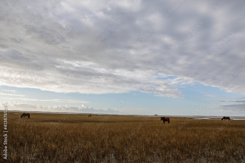 Wild Horses along the Outer Banks of North Carolina. Wild Horses along the Outer Banks of North Carolina.