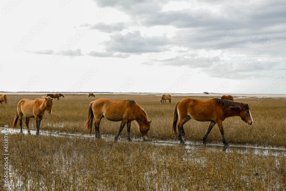Wild Horses along the Outer Banks of North Carolina. Wild Horses along the Outer Banks of North Carolina.