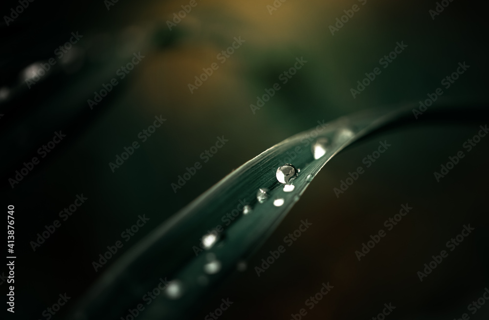 water drop on a leaf outside water drop on a leaf outside