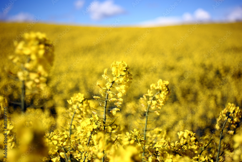Growing rapeseed field in spring